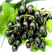 Смородина чёрная "Тисел" 